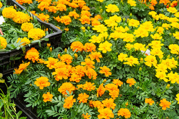 Seedlings of marigolds with outdoor summer flowers for outdoor landscaping and decoration of balconies, facades, cafes are sale in a flower shop