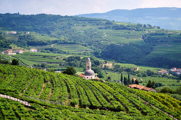 Scenic Vineyard Landscape with Rolling Hills under Cloudy Sky, Marano di Valpolicella, Verona, Italy