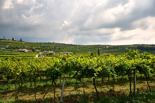 Scenic Vineyard Landscape, San Pietro in Cariano, Verona, Italy