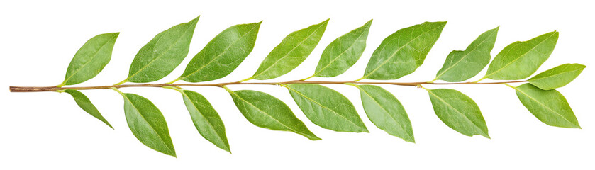 A fresh green leaf branch showcasing rich textures and vibrant colors, perfect for nature-themed designs or herbal compositions.