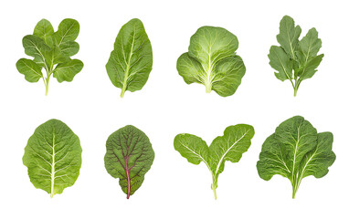 A variety of fresh green leafy vegetables arranged in an artistic layout, ideal for health and nutrition themes.