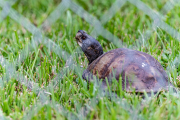 turtle in the grass