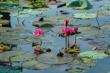 view of pink water lilies in Mekong Delta in harvest season. Water lily is a traditional dish here