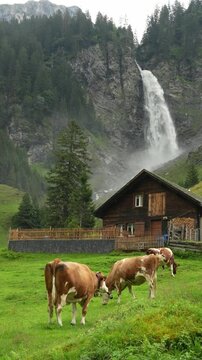 Cows pasturing on grassland, with a waterfall in the background