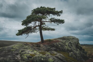 Obraz premium Majestic Oak in Morning Mist.