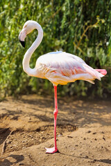 The Perpendicular to the Surface