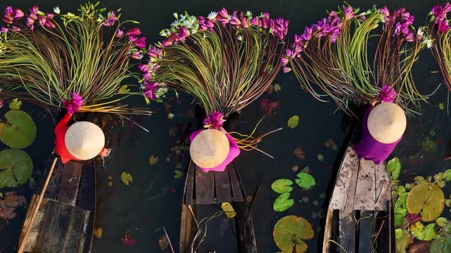 Aerial view of rural women in Moc Hoa district, Long An province, Mekong Delta are harvesting water lilies. Water lily is a traditional dish here
