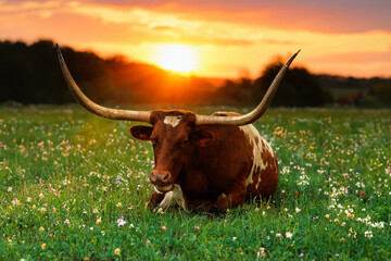 Bull at Dusk