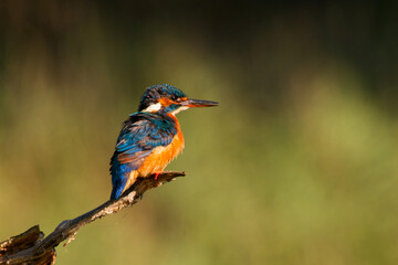 Vibrant Kingfisher Bird Perched on a Branch with Soft Green Background in Natural Habitat