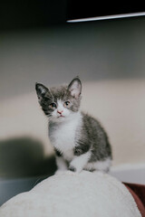 Gray Tuxedo Kitten Minimalist Portrait © Kate