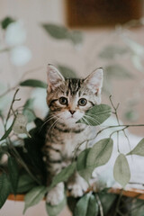 Tabby Kitten in Greenery