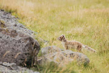 A wild fox in Iceland in the summertime.