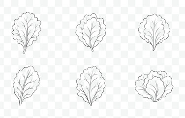 Print Detailed Lettuce Line Art Vector Set Illustrations for Design and Print with Multiple Variants and Styles