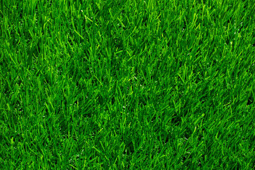 Green grass texture background, copy space