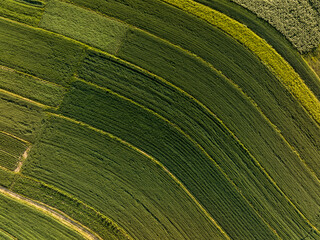 Naklejka premium view of agriculture field in summer