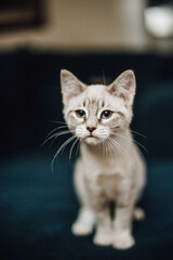 Siamese White Kitten Looking