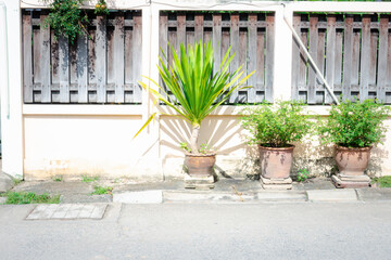A small plant is growing in a pot on the sidewalk. The plant is surrounded by three other potted plants. The scene is peaceful and serene