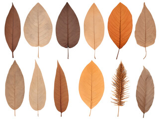 Fototapeta premium A collection of dry, brown tropical leaves in autumn, isolated on a transparent background.