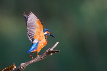 A vibrant kingfisher with blue and orange feathers perched on a branch, wings spread wide as if preparing for flight, set against a blurred green background