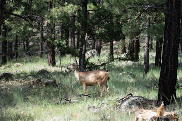 Deer Grazing in Coconino National Forest Landscapes near Flagstaff Arizona, America, USA.