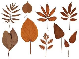 Fototapeta premium A collection of brown, dried tropical leaves isolated on a transparent background.