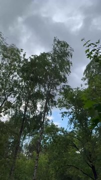 The wind shakes and rattles the tree branches before a thunderstorm. Branches and leaves move freely in the wind.