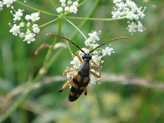 Longhorn beetle (Strangalia attenuata) on an umbel of small white flowers