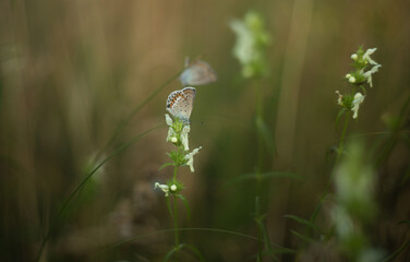 Summer Meadow with Flowers and Butterflies