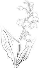Vector sketch of lily of the valley flowers. Vector illustration of a Beautiful lily of the valley flower with a bouquet of vinca flowers and leaves. vintage floral vector illustration