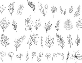 flowers of drawings - This image shows a collection of hand-drawn plant outlines.