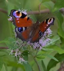 Beautiful close-up of aglais io
