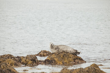 Seals resting on rocks at the snaefellsnes peninsula in Iceland.