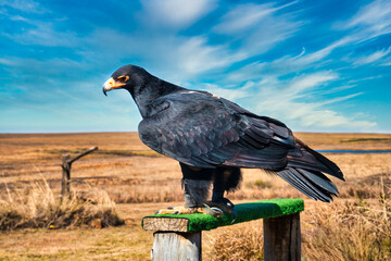 Verreaux's Eagle, bird of pray at a bird sanctuary in Eastern Cape, South Africa, ngo volunteers