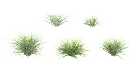 Collection of wharawhara trees isolated on white background, tropical trees isolated used for design,top veiw, advertising and architecture