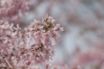 blossom in spring