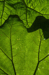 green leaf texture