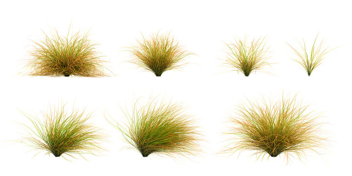New zealand hair sedge trees shape  cut out transparent backgrounds 3d rendering