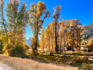 Fall Foliage In Colorado 