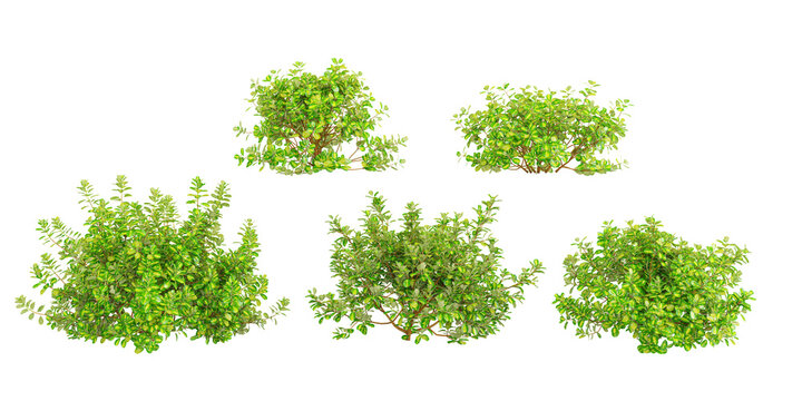 Set of taupata trees 3D rendering, for illustration, architecture presentation, visualization, digital composition