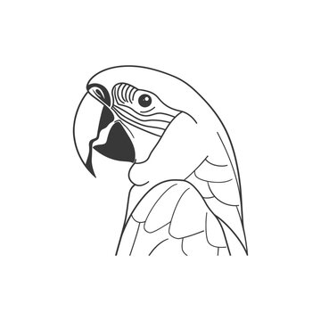 recommend clip art: Line art illustration of a parrots head