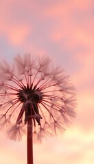 Dandelion flower pink background at sunset with romantic valentine sky