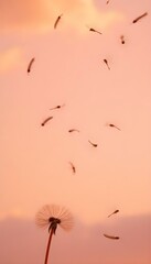 Dandelion flower pink background at sunset with romantic valentine sky