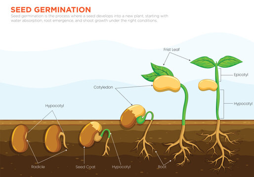 Seed Germination The Transformation of Seeds into Thriving Plants