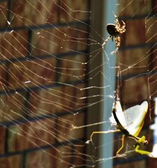 A spider with the catch of the day!