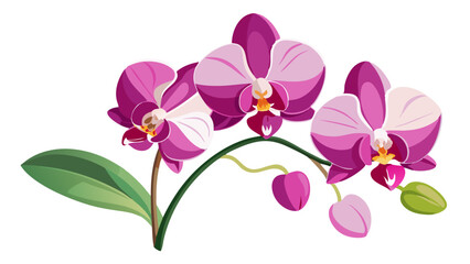 Elegant Pink Orchid Illustration with Lush Green Leaves - A detailed illustration of a pink orchid with lush green leaves. Perfect for botanical designs, nature themes, and floral art enthusiasts.