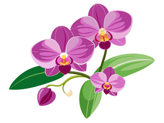 Elegant Pink Orchid Illustration with Lush Green Leaves - A detailed illustration of a pink orchid with lush green leaves. Perfect for botanical designs, nature themes, and floral art enthusiasts.