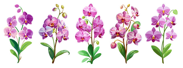 Elegant Pink Orchid Illustration with Lush Green Leaves - A detailed illustration of a pink orchid with lush green leaves. Perfect for botanical designs, nature themes, and floral art enthusiasts.