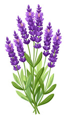 Naklejka premium Illustration of Fresh Lavender Stems with Purple Blooms - illustration of lavender stems with vibrant purple flowers and green leaves. Perfect for botanical projects, aromatherapy, and nature themes.