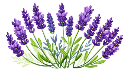 Illustration of Fresh Lavender Stems with Purple Blooms - illustration of lavender stems with vibrant purple flowers and green leaves. Perfect for botanical projects, aromatherapy, and nature themes.