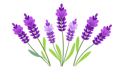 Fototapeta premium Illustration of Fresh Lavender Stems with Purple Blooms - illustration of lavender stems with vibrant purple flowers and green leaves. Perfect for botanical projects, aromatherapy, and nature themes.